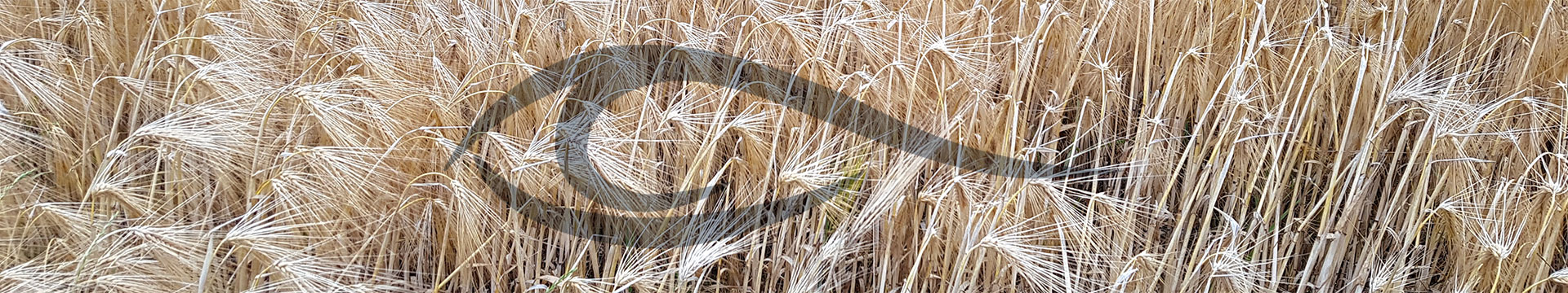 Augenarztpraxis Wefelmeyer - Bochum